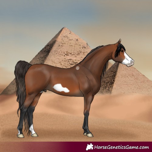 Horse Color:Bay Frame 