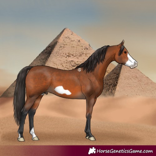 Horse Color:Bay Frame 