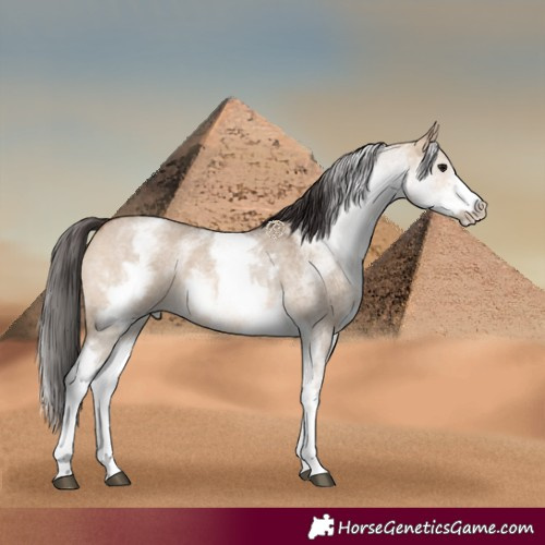 Horse Color:White Spotted Bay Roan Dun Rabicano