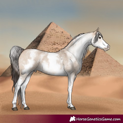 Horse Color:White Spotted Bay Roan Dun Rabicano 