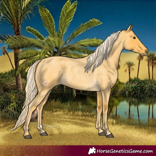 Horse Color:Palomino Roan 