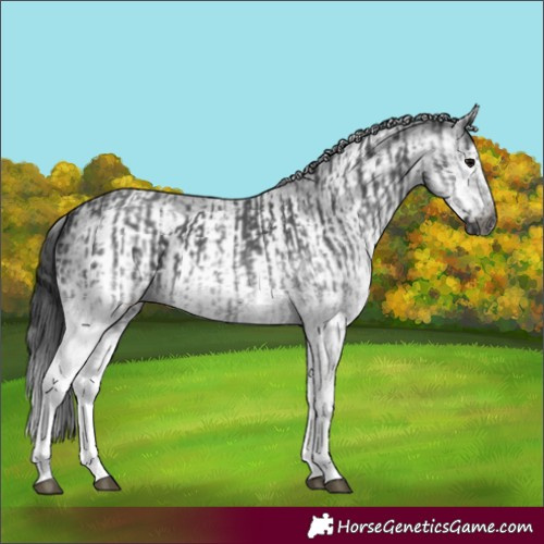 Horse Color:Gray White Spotted Black  and Gray White Spotted Black Frame 