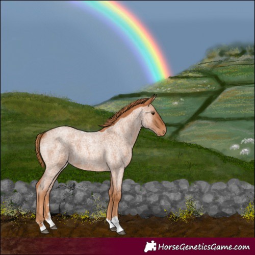 Horse Color:Red Roan 