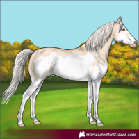 Horse Color:Silver Classic Champagne Dun Splash Frame 