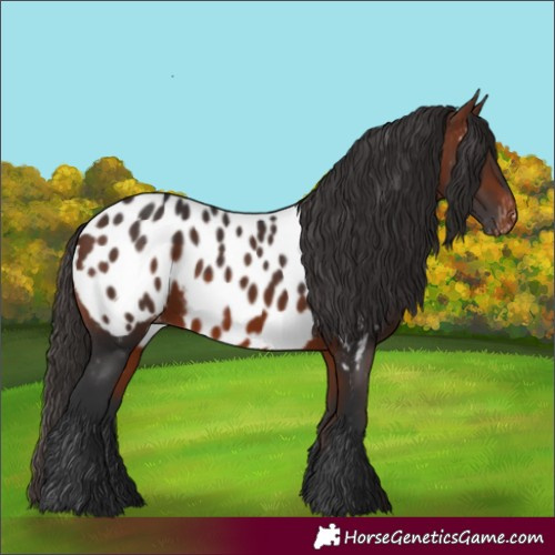 Horse Color:Bay Appaloosa