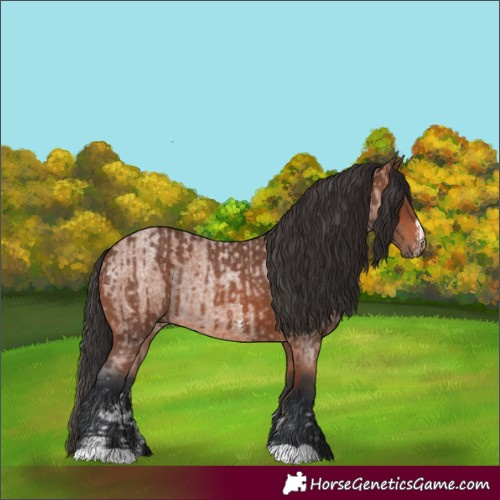 Horse Color:Brown Sabino Rabicano  and Brown Roan Rabicano 