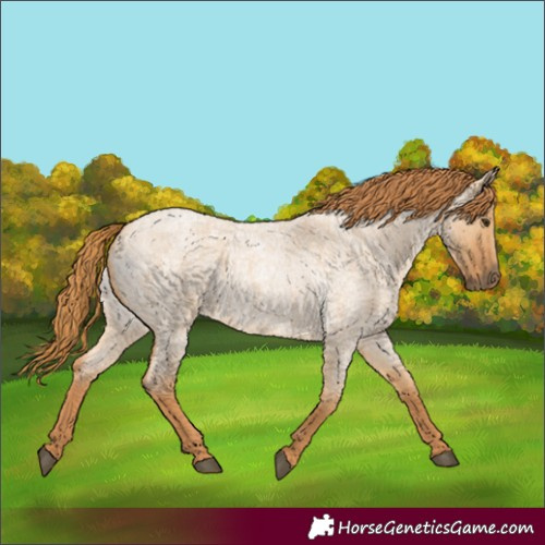 Horse Color:Red Dun Roan