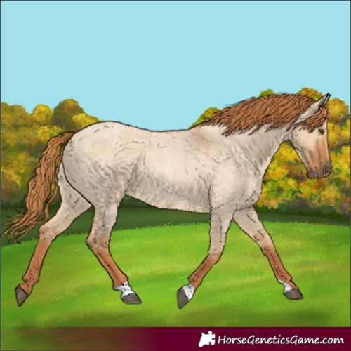 Horse Color:Red Dun Roan