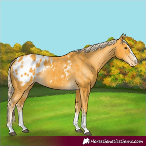 Horse Color:Palomino Appaloosa