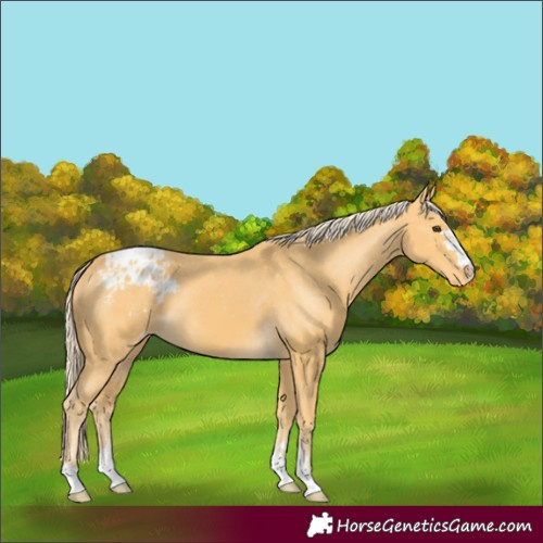 Horse Color:Palomino Appaloosa