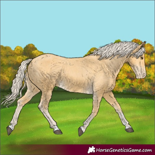 Horse Color:Palomino Appaloosa