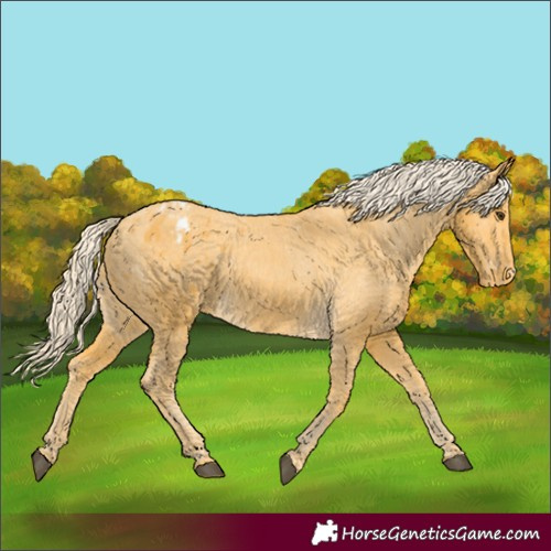 Horse Color:Palomino Varnish 