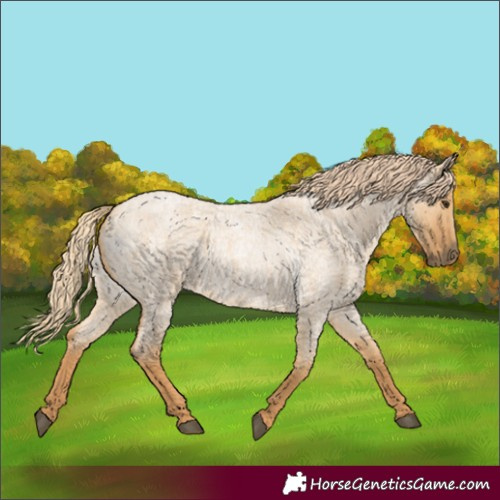 Horse Color:Red Dun Roan 