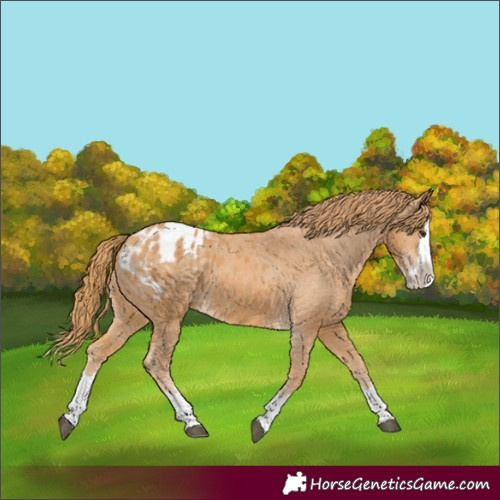 Horse Color:Chestnut Splash Appaloosa
