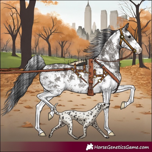 Horse Color:Grullo Sabino Rabicano