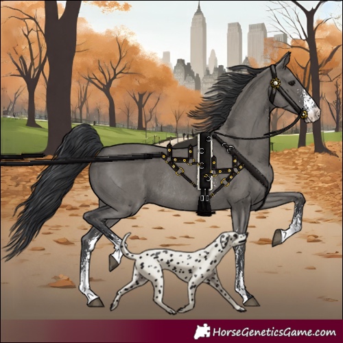 Horse Color:Grullo Sabino Rabicano