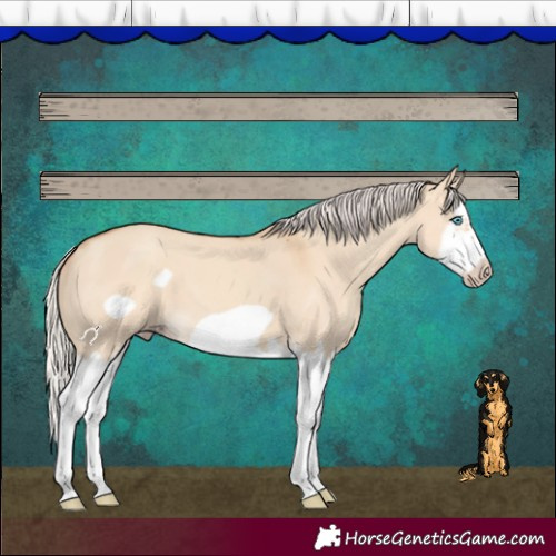 Horse Color:Silver Classic Champagne Dun Splash Frame 