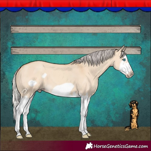 Horse Color:Silver Classic Champagne Dun Splash Frame 