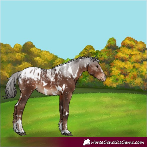 Horse Color:Powder White White Spotted Liver Chestnut Appaloosa