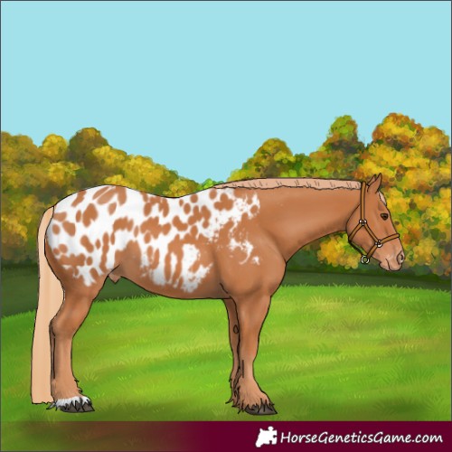 Horse Color:Chestnut Appaloosa