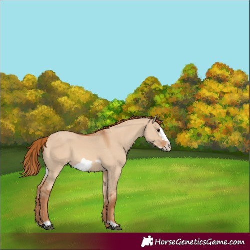 Horse Color:Red Dun Frame