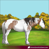 Horse Color:Bay Sabino Splash Tobiano Rabicano
