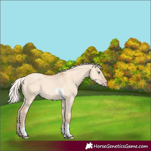 Horse Color:Silver Classic Champagne Dun Tobiano Rabicano