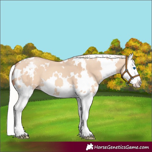 Horse Color:White Spotted Silver Sable Champagne Dun Splash Varnish 