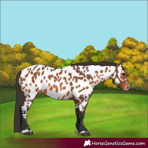 Horse Color:Bay Near Leopard