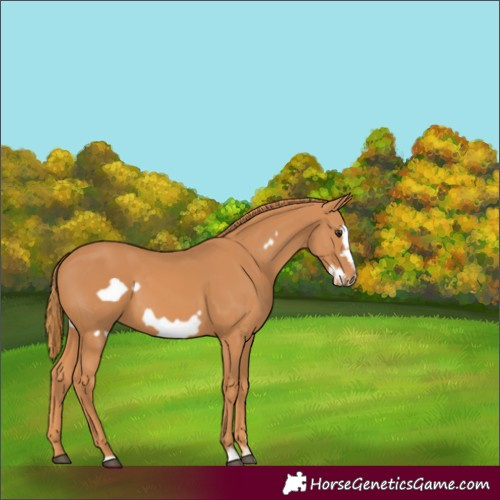 Horse Color:Chestnut Frame