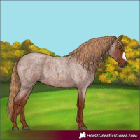 Horse Color:Red Roan Frame 