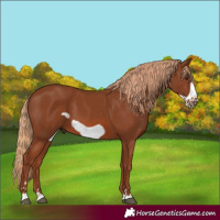 Horse Color:Chestnut Frame