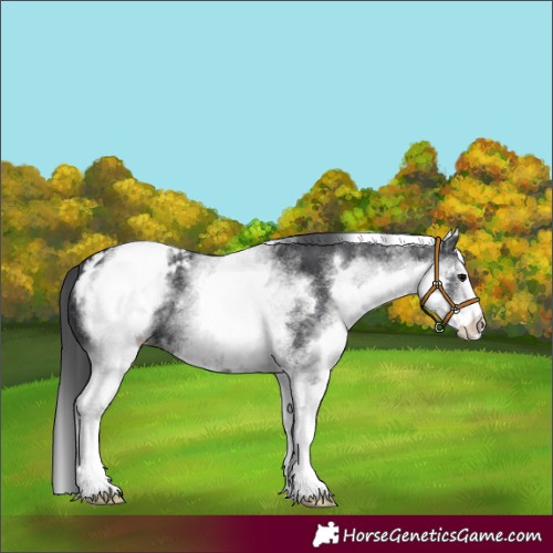 Horse Color:White Spotted Black Appaloosa