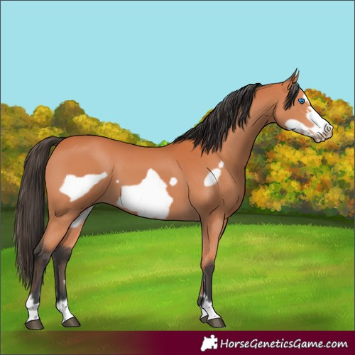 Horse Color:Bay Frame 