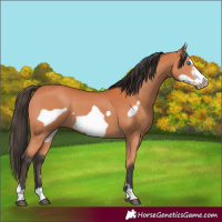 Horse Color:Bay Frame