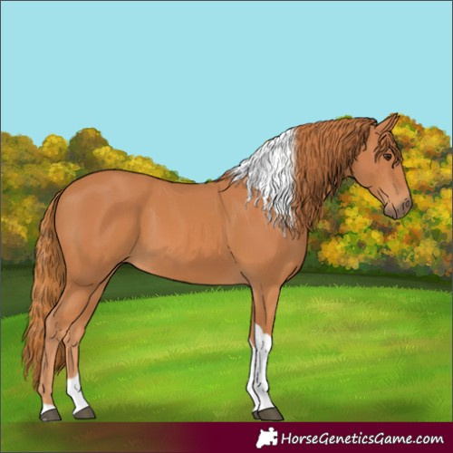 Horse Color:Chestnut Tobiano Rabicano