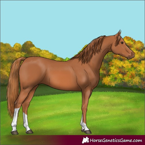 Horse Color:Chestnut Tobiano Rabicano