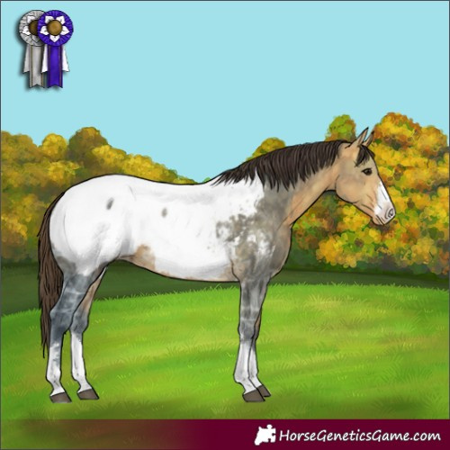 Horse Color:Buckskin Ice Appaloosa