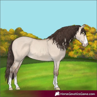 Horse Color:Amber Champagne Dun 