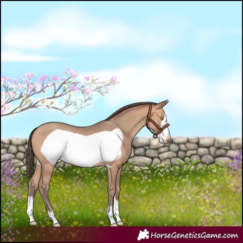 Horse Color:Amber Champagne Frame 