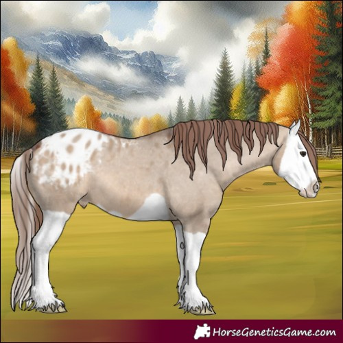 Horse Color:Brown Dun Splash Appaloosa