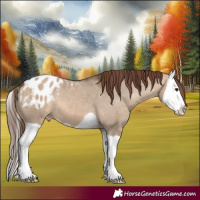 Horse Color:Brown Dun Splash Appaloosa 