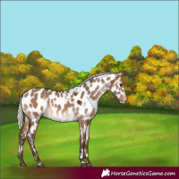 Horse Color:White Spotted Silver Brown Dun Appaloosa 