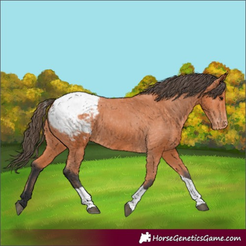 Horse Color:Bay Tobiano Appaloosa