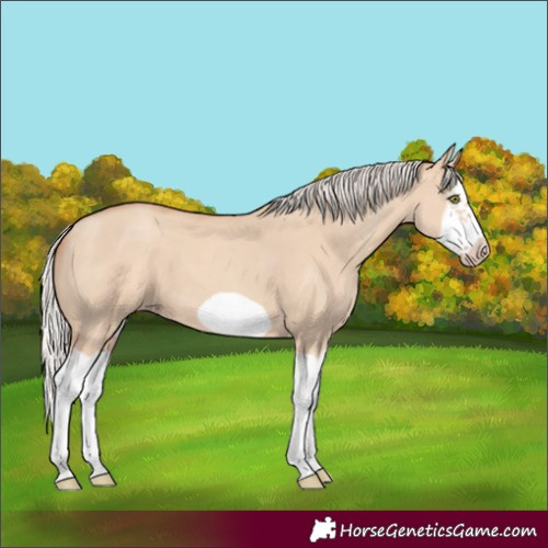 Horse Color:Silver Classic Champagne Dun Splash Frame