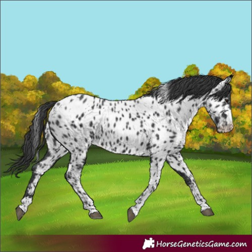 Horse Color:Black Appaloosa