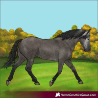 Horse Color:Gray Grullo