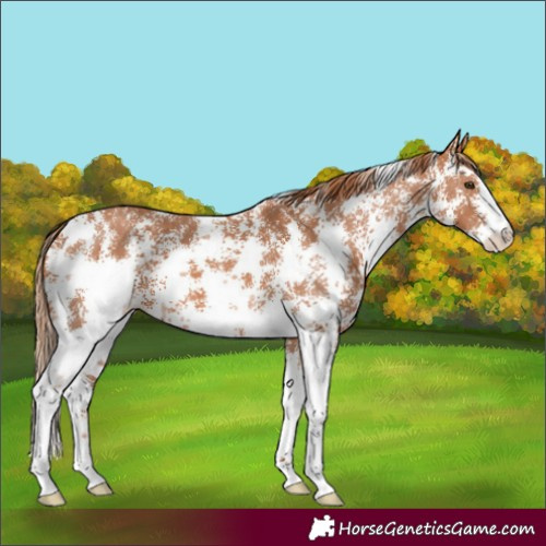 Horse Color:Chestnut Sabino 