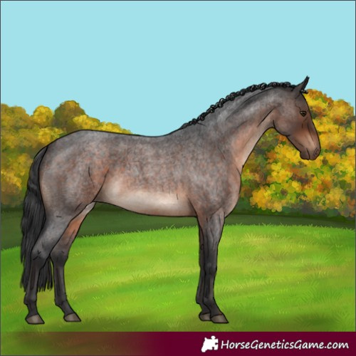 Horse Color:Brown Roan