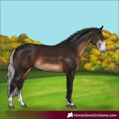 Horse Color:Gray Silver Brown Sabino